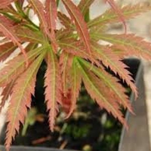 Japanese Maple 'Orion' Acer palmatum Live Tree Grafted Dwarf Reddish Brown Leaves---Beautiful!!