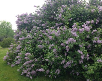Lilac Syringa oblata 'Cheyenne' Live Plant Highly Fragrant Pinkish Purple Flowers---Beautiful!!