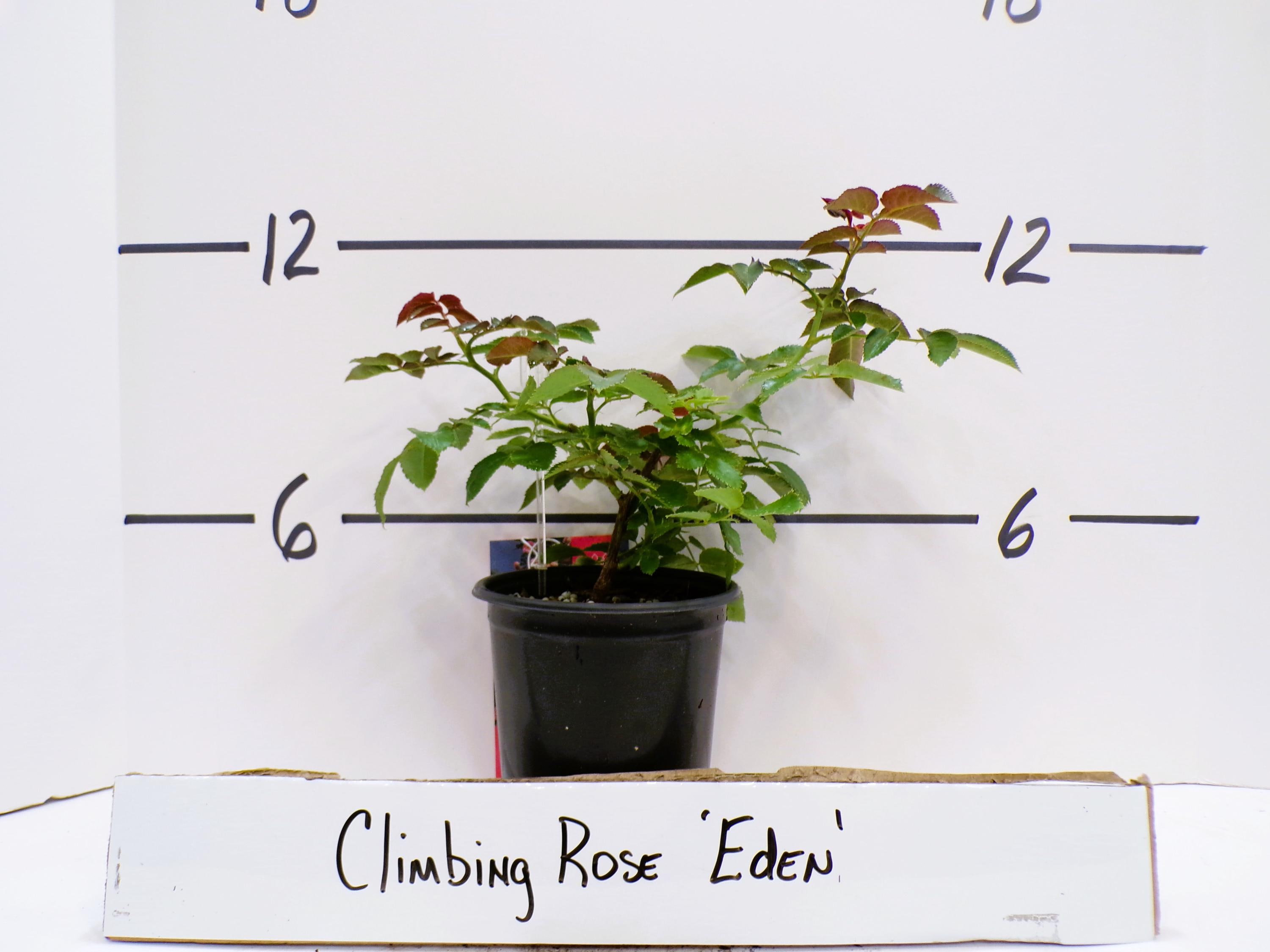 Climbing Rose 'Eden' Rosa 'Pierre de Ronsard' Live Plant Fragrant Large Pink Cream Cupped Flowers---Stunning!!