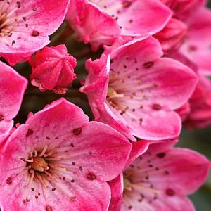 May include: A cluster of vibrant pink mountain laurel flowers featuring five-petaled blossoms with darker pink speckles near the center. The petals exhibit a delicate texture, surrounding a central stamen structure with small, dark red anthers.