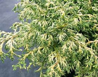 Chamaecyparis obtusa 'Mariesii' False Cypress Live Plant Lacy Foliage Speckled Foliage---Hard To Find!!