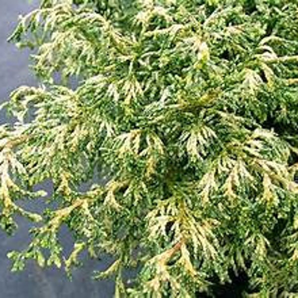 Chamaecyparis obtusa 'Mariesii' False Cypress Live Plant Lacy Foliage Speckled Foliage---Hard To Find!!