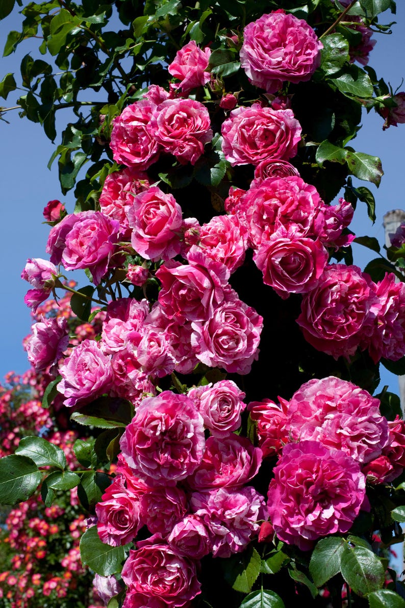 Rose Raspberry Cream Climbing Rose 'raspberry Cream Twirl' Starter Plant Fragrant Pink With ...