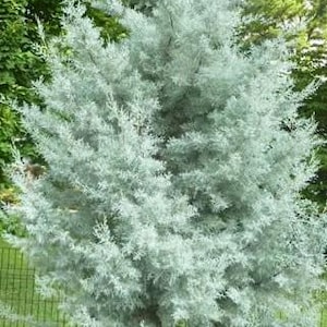 Arizona 'Silver Smoke' Cypress Live Plant, Evergreen Pyramid Shaped Tree