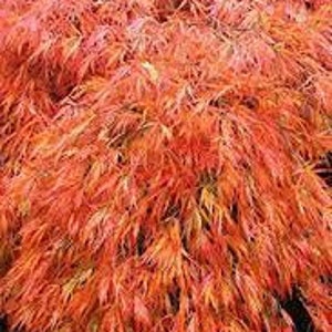 Japanese Maple 'Orangeola' Acer palmatum dissectum Live Tree Grafted Weeping Lacy Foliage---Beautiful!!