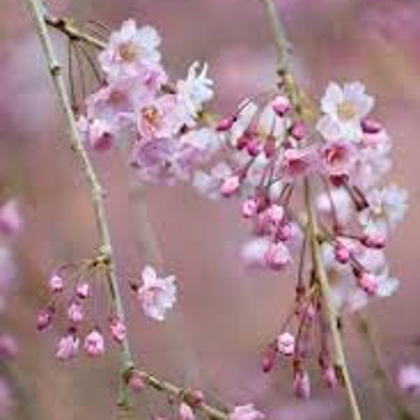 Weeping Cherry 'Pendula' Prunus Subhirtella Live Plant Ornamental Tree Double Pink Flowers---Gorgeous!!