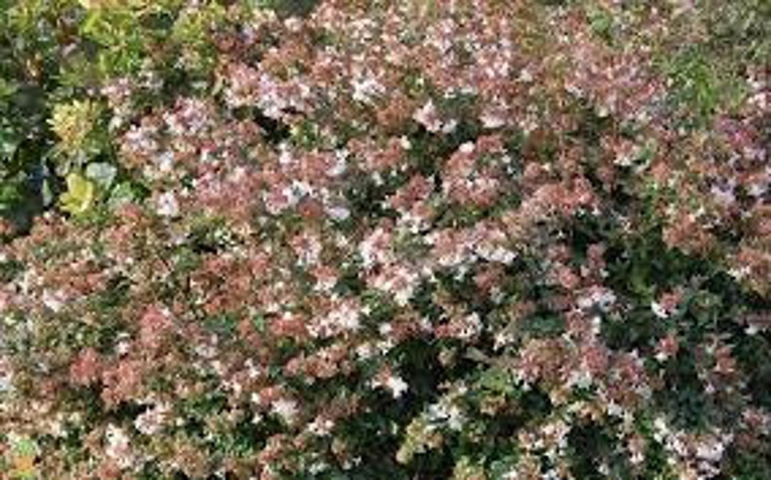 Abelia 'rose Creek' Live Plant Perennial Evergreen Compact Shrub Fragrant White Flowersbeautiful