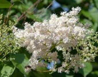 Lilac 'Ivory Silk' Syringa reticulata 1 Live Plant White Fragrant Flowers Tree Or Shrub---Beautiful!!