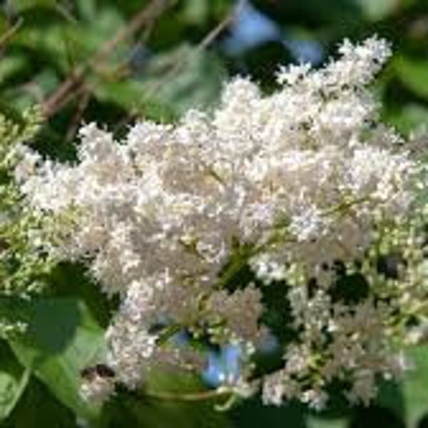 Lilac 'Ivory Silk' Syringa Reticulata 1 Live Bareroot Dormant Plant White Fragrant Flowers Tree Or Shrub---Beautiful!!