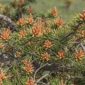 May include: A pine tree branch featuring numerous clusters of small, light orange pollen cones nestled among dark green, needle-like leaves. The woody, textured branches are visible throughout the frame, supporting the dense growth of cones.