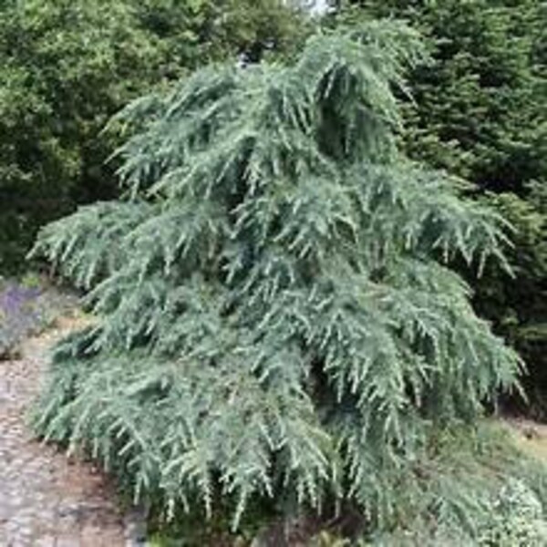 Dwarf Cedar 'Feelin' Blue' Cedrus deodara Live Plant Evergreen Shrub Blue Green Foliage---Gorgeous!!