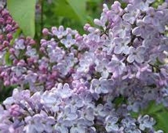 Korean Lilac 'Miss Kim' Syringa Patula 1 Live Plant Flowering Shrub Fragrant Lavender Blue Flowers---Gorgeous!!