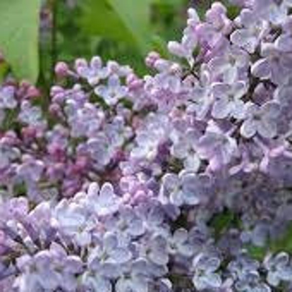 Korean Lilac 'Miss Kim' Syringa Patula 1 Live Bareroot Semi-Dormant Plant Flowering Shrub Fragrant Lavender Blue Flowers---Gorgeous!!