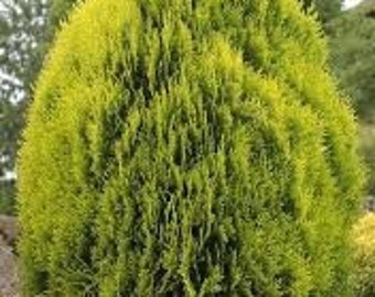 3 'Berckman's Golden Biota' Thuja Orientalis Arborvitae Live Plants Evergreen Shrub---Gorgeous!!