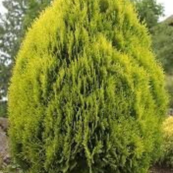 3 'Berckman's Golden Biota' Thuja Orientalis Arborvitae Live Plants Evergreen Shrub---Gorgeous!!