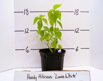 Hardy Hibiscus moscheutos &#39;Luna White&#39; Shrubby Perennial Live Plant Huge White Flower Red Eye--Gorgeous!!