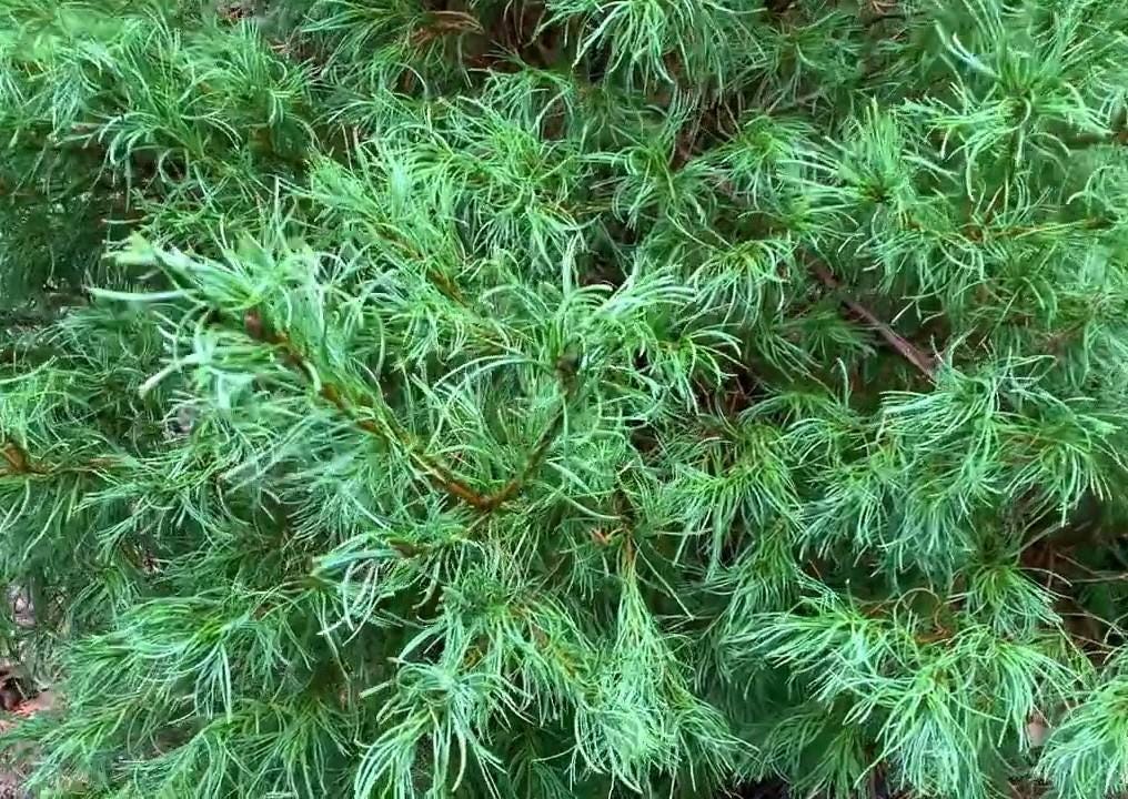 Eastern White Dwarf Pine 'Mini Twists' Live Rare Grafted Plant Blue-Green Color Twisted Foliage---Unique!!
