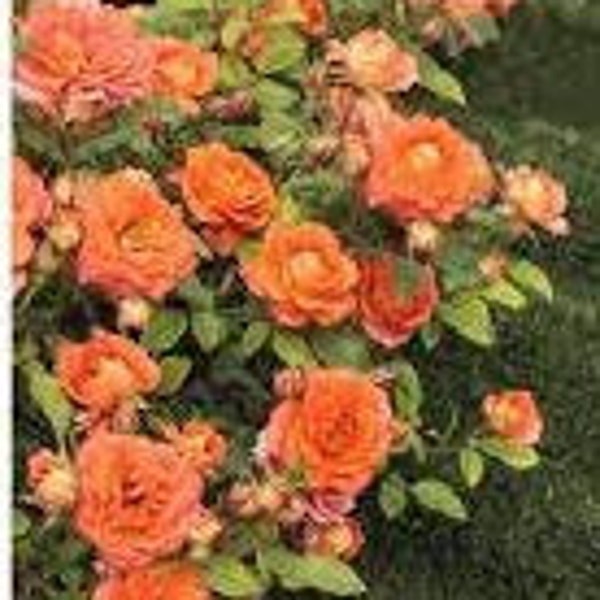 Rose 'Amber Sunblaze' Live Plant Dwarf Perennial Flowering Shrub Orange w/Yellow Undertone Flowers---Beautiful!!