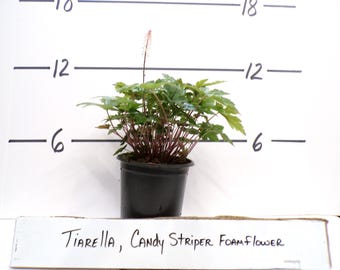Tiarella &#39;Candy Striper&#39; Foam Flower Live Plant Shade Perennial Large Deeply Lobed Leaves Maroon Stripe Pink Flowers---Gorgeous!!