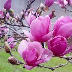 Saucer Magnolia soulangeana Live Plant Flowering Tree or Shrub Pinkish White Large Flowers---Beautiful!!