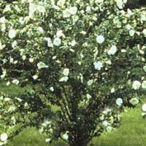 May include: A vibrant bush covered in numerous white flowers, set against a backdrop of green grass. The plant's dense foliage is filled with blossoms, creating a full, textured appearance. The image captures the natural beauty of the flowering shrub.