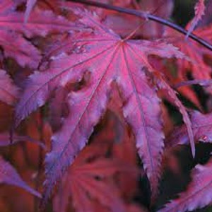 May include: Close-up of a vibrant, reddish-purple Japanese maple leaf. The leaf has a delicate, multi-lobed shape with prominent veins. The color transitions from deep purple to a lighter red, with a hint of blue.