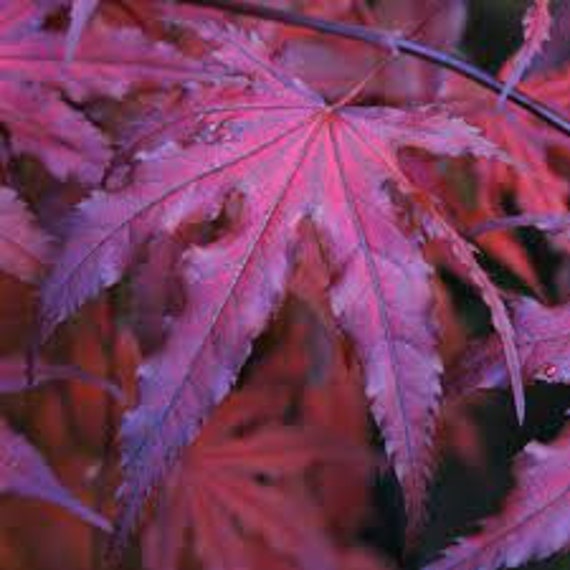 Japanese Maple 'Purple Ghost' Acer palmatum Live Grafted Tree Red Purple Leaves Ghost Series---Stunning!!