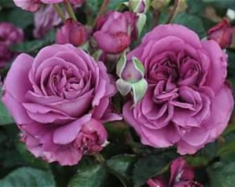 Rose 'Plum Perfect' Sunbelt Floribunda Live Plant  Lilac/Lavender Fragrant Semi-Double Flowers---Beautiful!!