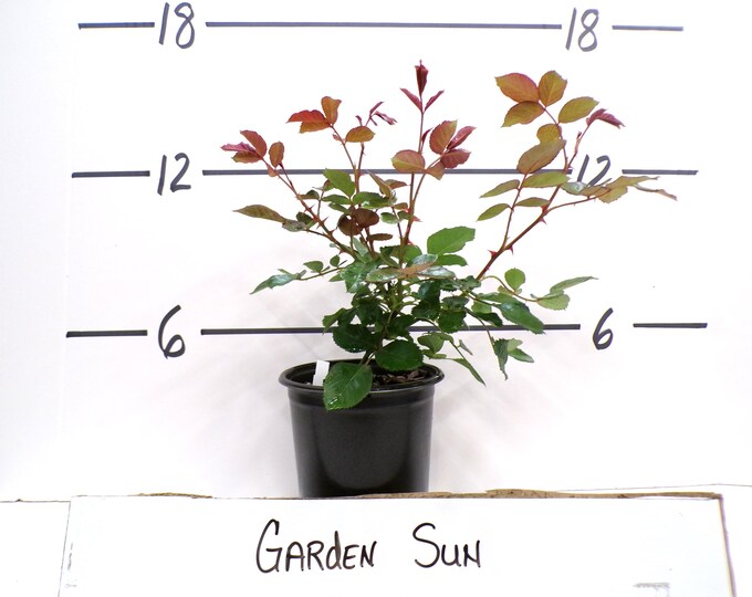 Climbing Rose 'garden Sun' Rosa Live Plant Reblooming Yellow Apricot ...