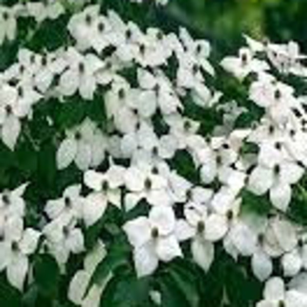 Cornus Kousa Dogwood 1 Live Tree White Flowers Red Fruit---Gorgeous!!