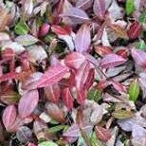 Euonymus fortunei 'Coloratus' Purple Wintercreeper Plant Evergreen Groundcover---Gorgeous!!