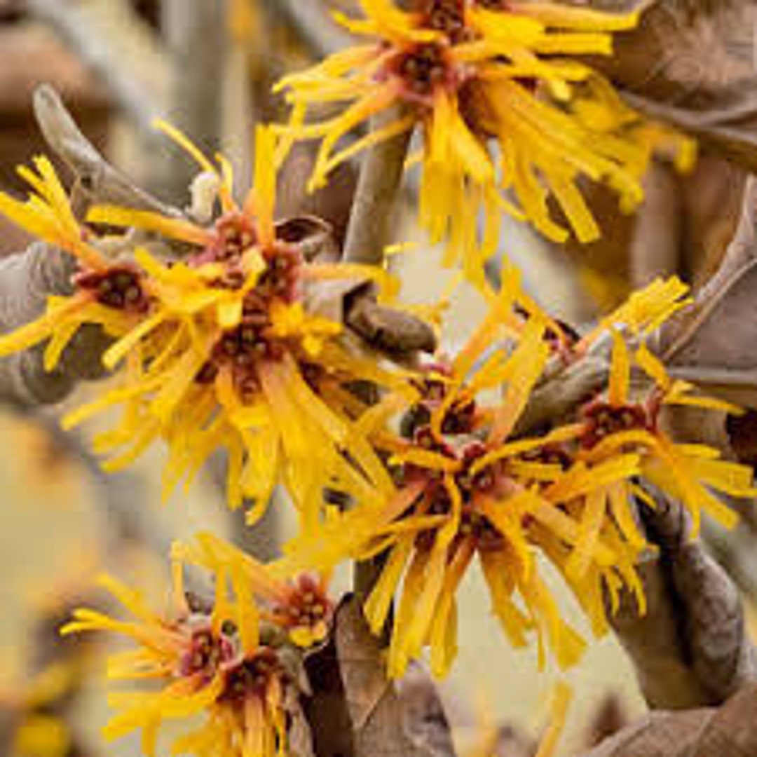 Vernal Witchhazel Hamamelis Vernalis Live Bareroot Semidormant Shrub