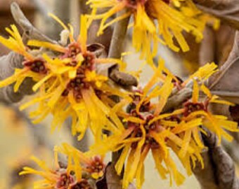 Vernal Witchhazel Hamamelis vernalis Live Shrub Yellow & Red Flowers---Beautiful!!