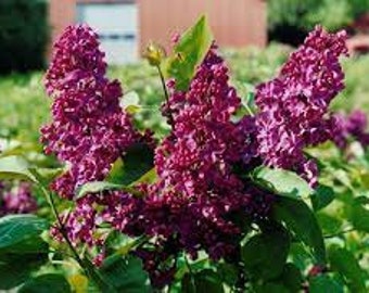 Lilac 'Ludwig Spaeth Syringa vulgaris Live Plant Highly Fragrant Shrub Dark Purple Flowers---Stunning!!