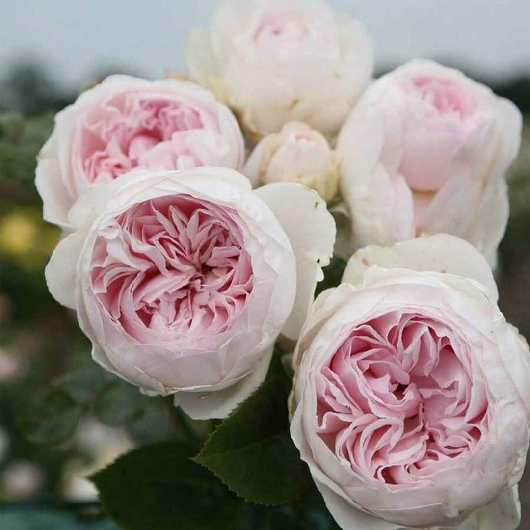 Parfuma Parfuma Earth Angel Rose Starter Plant: Hybrid Tea, Cream/pink Peony ...