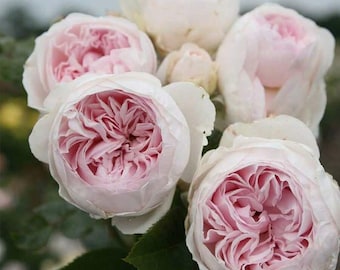 Parfuma Earth Angel Rose Starter Plant: Hybrid Tea, Cream/Pink Peony Flowers