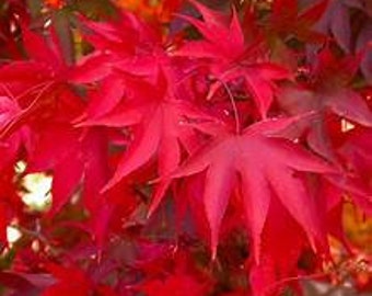 Japanese Maple 'Osakazuki' Acer palmatum Live Tree Grafted Bright Red Fall Leaves---Gorgeous!!