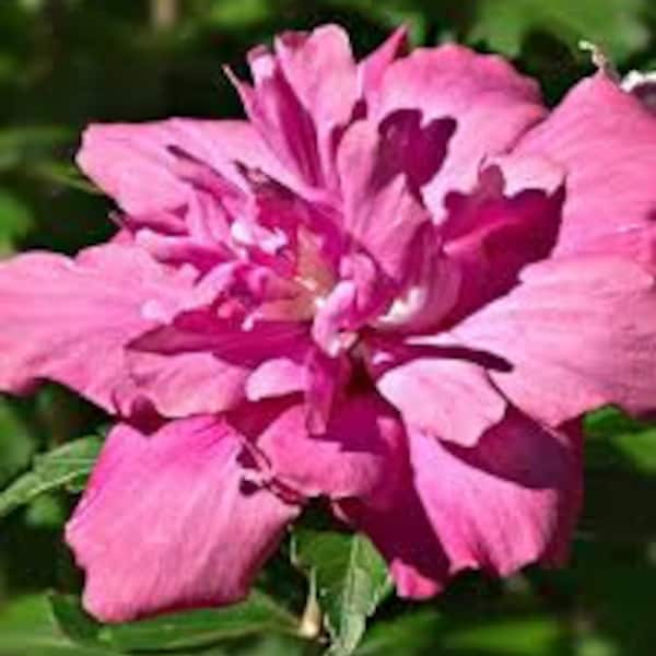 Hibiscus Syriacus 'Lucy' Althea Rose of Sharon Live Plant Perennial Shrub Double Pink Flowers---Stunning!!