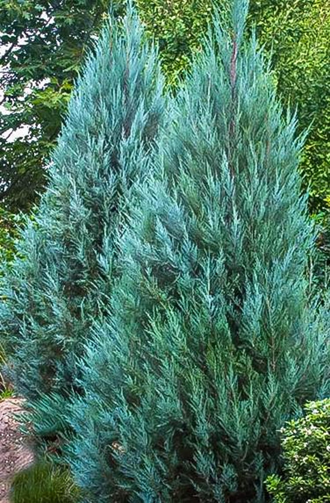 Juniper 'blue Point' Juniperus Chinensis, Greenish-blue Foliage Upright ...
