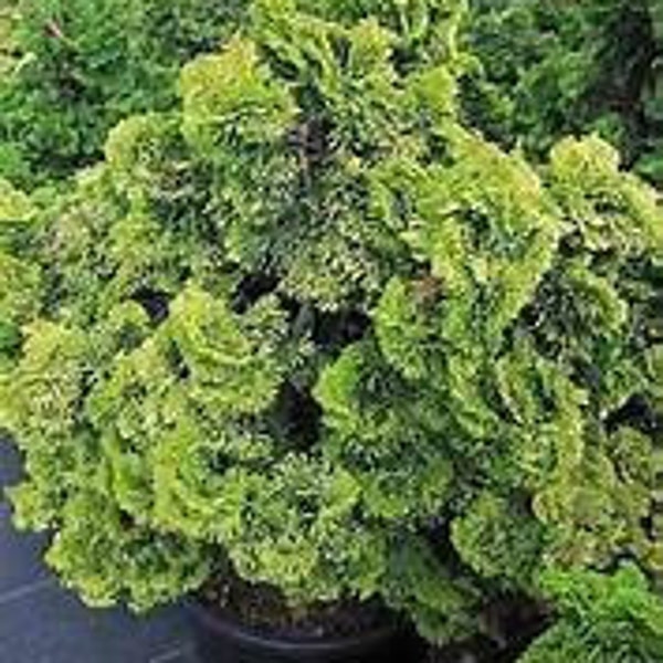 Dwarf Hinoki Cypress 'Nana Lutea' Chamaecyparis obtusa Live Plant Evergreen Shrub Fan Shaped Foliage---Lovely!!