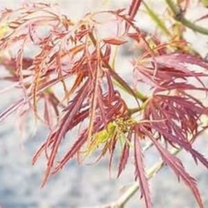 May include: A Japanese maple branch featuring deeply lobed, serrated leaves in shades of deep burgundy and reddish-purple. The delicate, slender foliage is arranged in clusters along thin, light-colored stems, showcasing a vibrant, lacy texture.