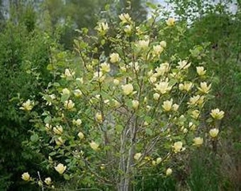 Magnolia acuminata 'Lois' Live Tree Fragrant Yellow Flowers---Hard To Find!!