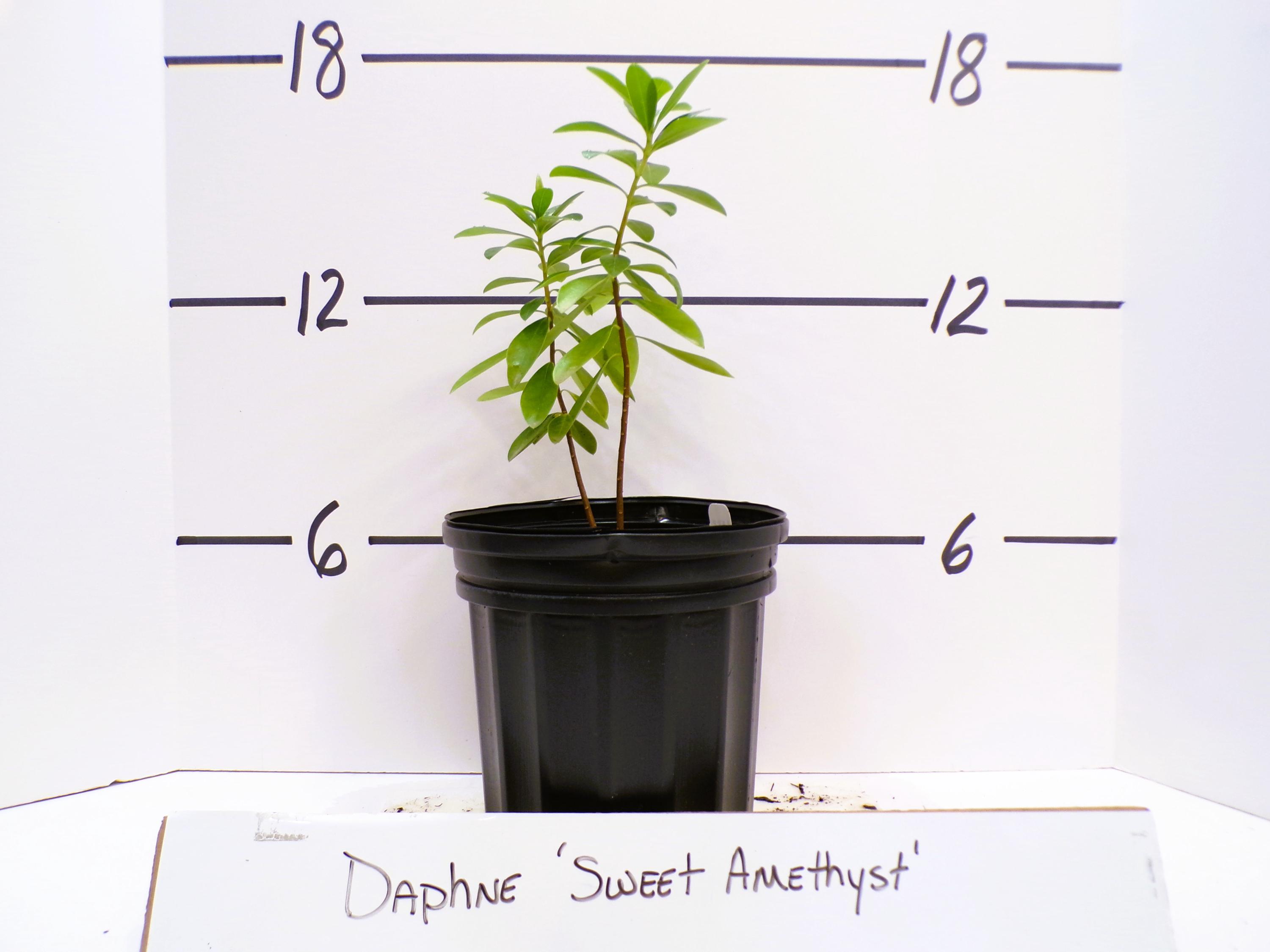 Daphne Odora 'sweet Amethyst' Live Plant Evergreen Shrub Purple