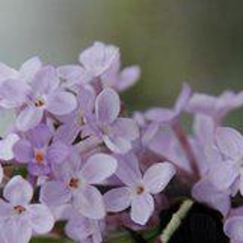 Lilac Syringa oblata 'Cheyenne' Live Plant Highly Fragrant Pinkish Purple Flowers---Beautiful!! image 3