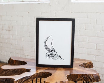 Gazelle Animal Skull Ink Drawing — Original Art, Bones, Wall Hanging, Home Décor, Southwestern