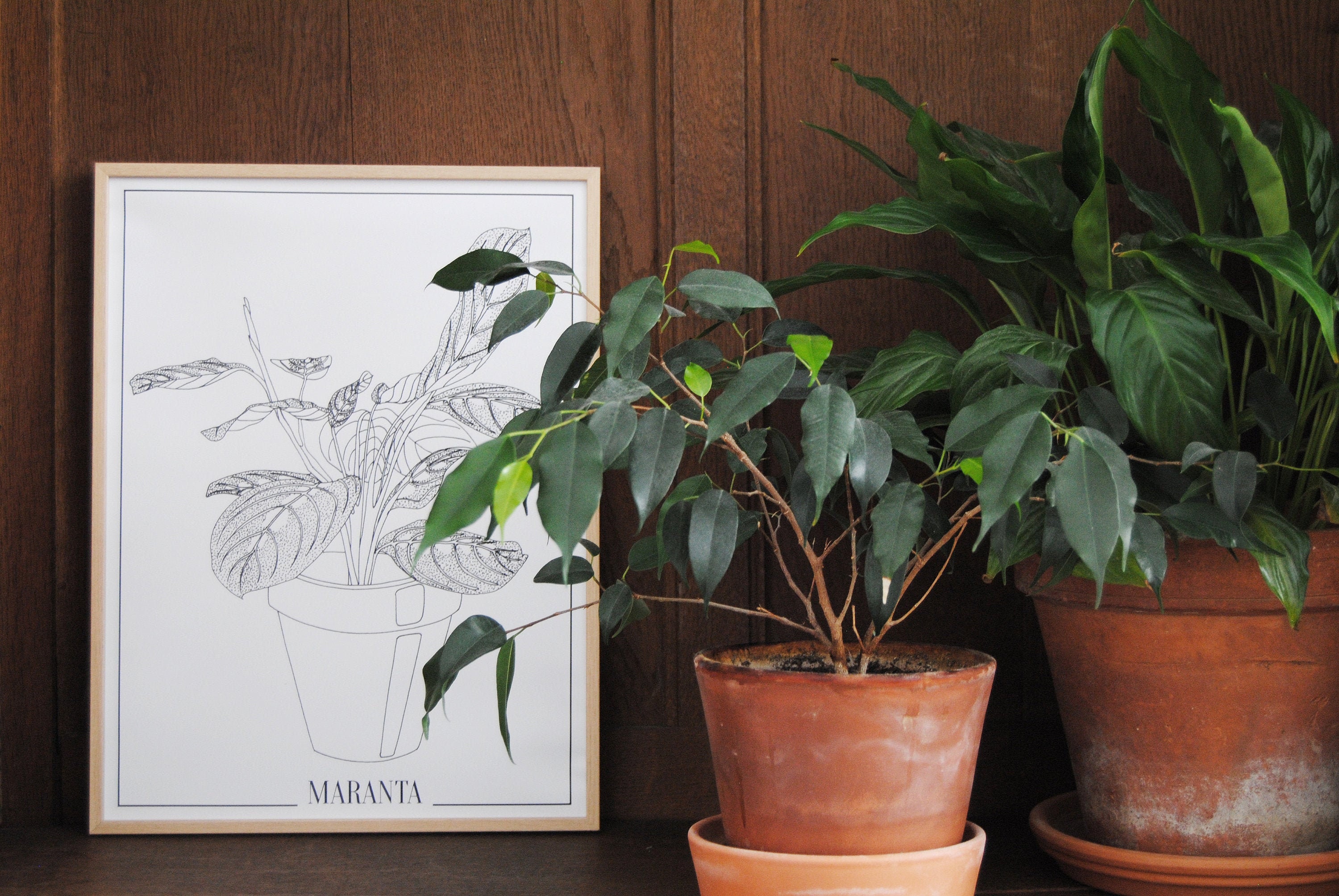 Maranta en Pot Illustration Plante Affiche Botanique Poster Noir et Blanc Décoration Murale Maison