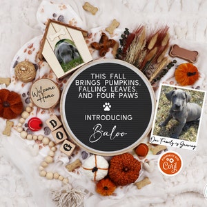 Fall Puppy announcement for Social Media Digital Pumpkin Dog Announcement New family Four Paws Member Editable Template with Photos