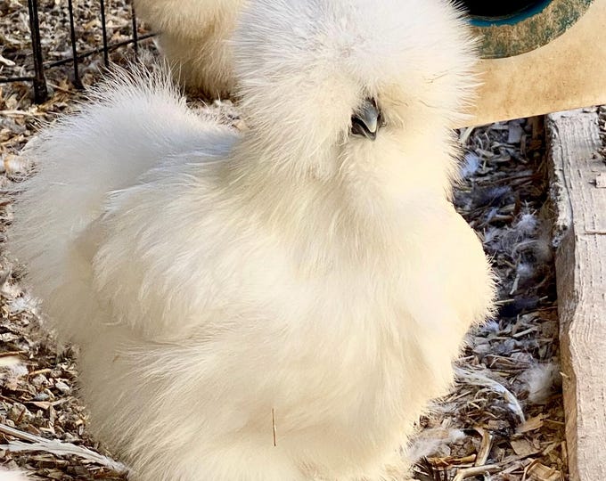 16 Fresh Silkie Eggs From Our White, Buff, Blue, Paint, and Splash