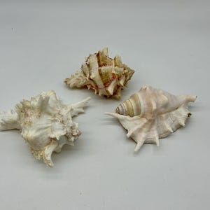 Peut inclure: Trois coquillages de formes et de tailles variées sont présentés sur un fond blanc. Les coquillages sont principalement crème et beige, avec des surfaces texturées et des motifs complexes. L'un des coquillages a une forme en spirale, tandis que les autres ont des formes plus irrégulières.