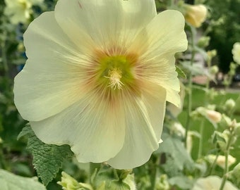 50+ Giant Hollyhock Seeds - Single Old-Fashioned Blooms - Indian Spring Variety - Cottage Estate Classic Perennial